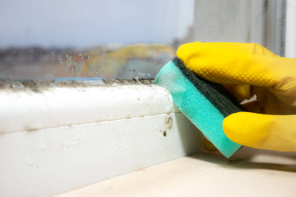 Trusted Wheaton, IL Mold Removal Experts